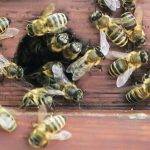 can scientists save bees on Earth