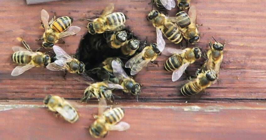 can scientists save bees on Earth