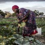 Comment l'UE contribue à stimuler le secteur agricole au Kenya