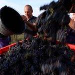 Raisins de Pinot Noir lors des vendanges à Traenheim